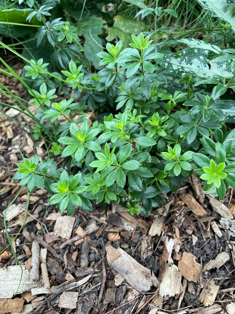 Plant name: Sweetscented Bedstraw; Sweet Woodruff Galium odoratum  